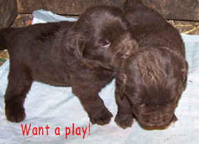 puppyplay