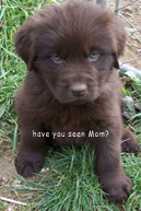 pup_mom